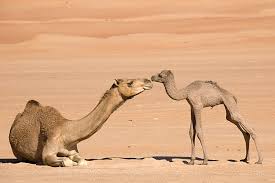 adolecent camel بچه شتر